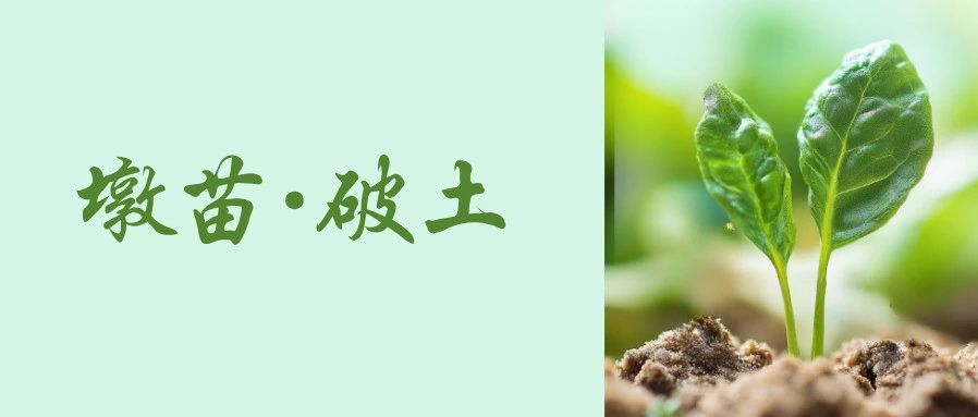 墩苗 破土